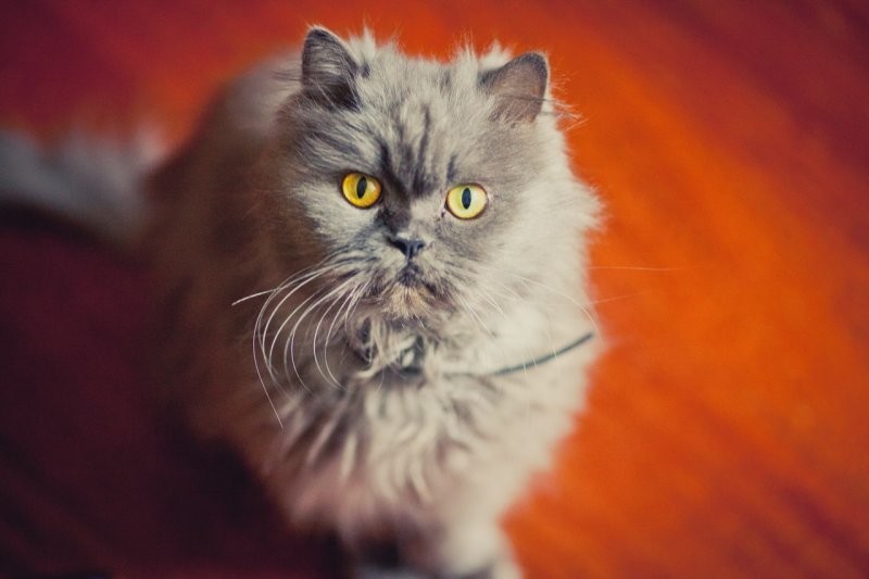 Персидский кот Шугар