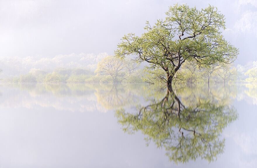 9. &quot;Призрачный лес&quot;, фотограф - Takahiro Gamou, Япония