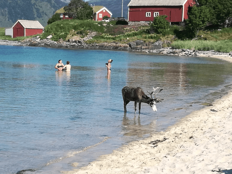 Олени и люди отдыхают вместе