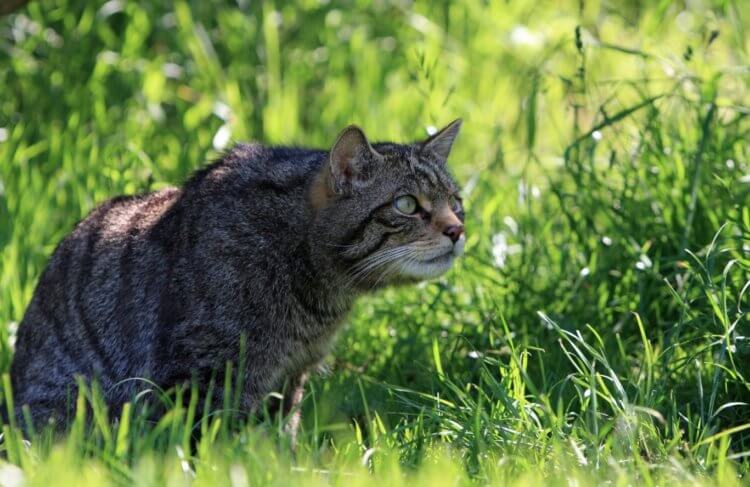 Что делают кошки дома и на улице. Коты и кошки являются очень ловкими охотниками. Фото.