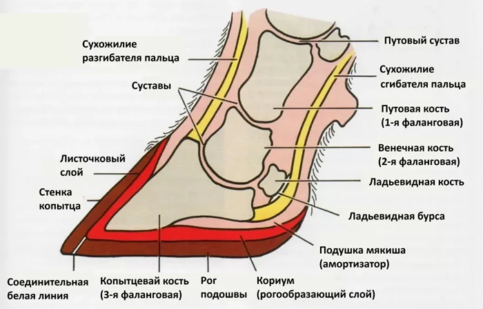 Когда рога встречают копыта: разбираемся, является ли это аномалией природы или ошибкой в уходе