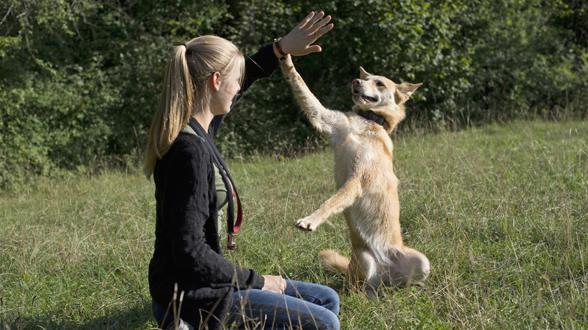 «Как люди»: учёные доказали способность собак к восприятию человеческой речи