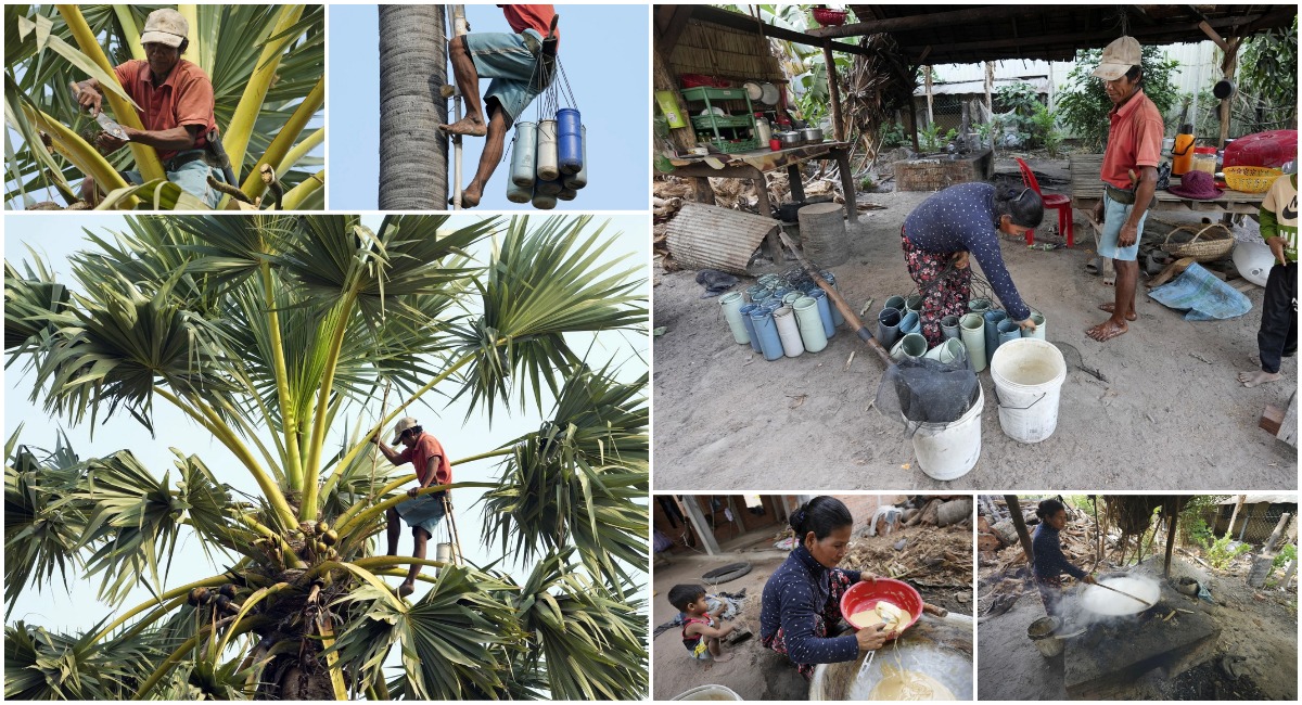Сбор сока для производства пальмового сахара: тяжелая и непривлекательная работа для камбоджийцев