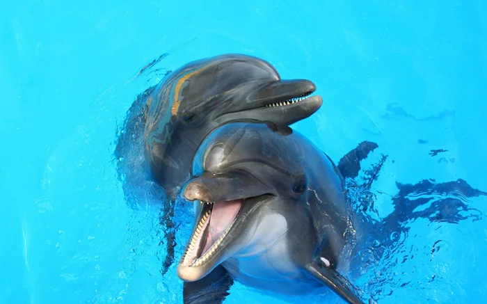Таинственная цивилизация дельфинов: Почему научное сообщество внимательно изучает эту идею?