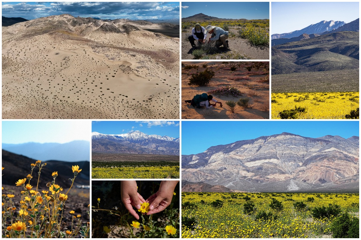 Калифорнийская долина смерти неожиданно расцвела: пустынная местность наполнилась полевыми цветами