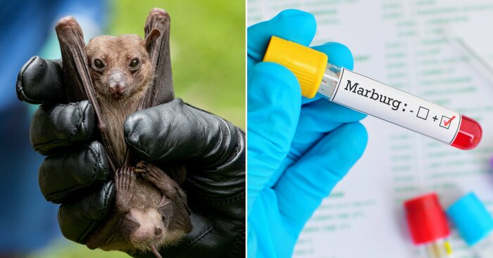 Марбургский вирус переносят летучие мыши, обитающие в пещере. /Фото: metro.co.uk