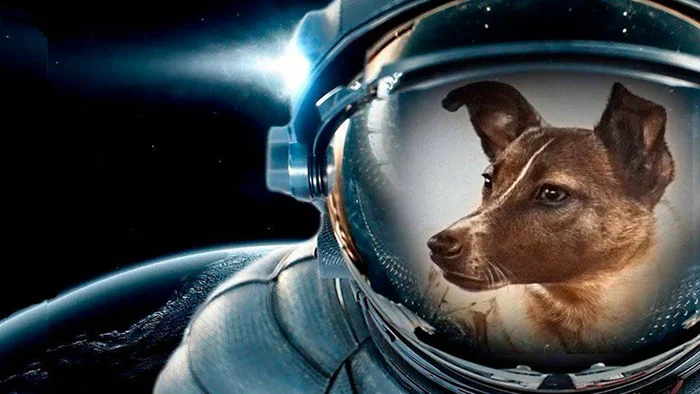 Секреты космических путешествий: почему СССР выбрал собак для полетов в космос, игнорируя более сходных с людьми обезьян