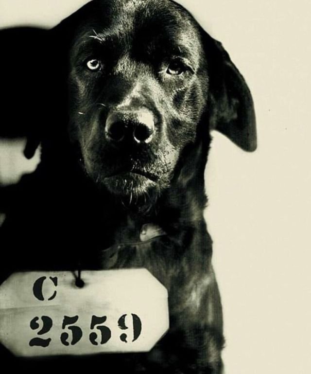 Заключенный пес отправился на всю жизнь в тюрьму за то, что загрыз губернаторского кота, 1924 год.