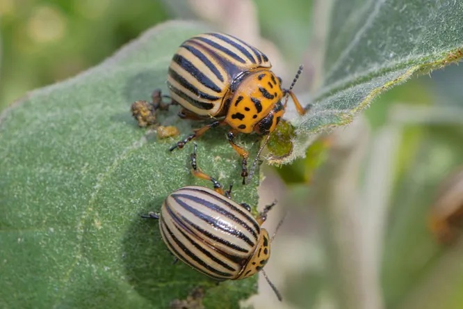 Непобедимый вредитель: почему колорадский жук устойчив к инсектицидам
