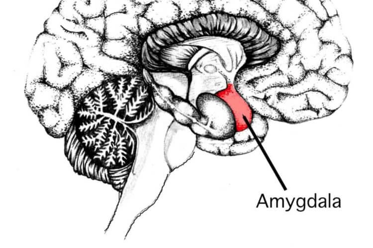 Отсутствие страха у людей. Расположение миндалевидного тела в мозге человека. Источник: scorcher.ru. Фото.