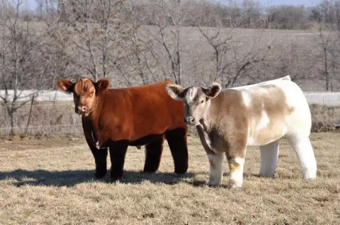 Плюшевые коровы: Ми-ми-мишная селекция. Плюёмся радугой от уровня милоты