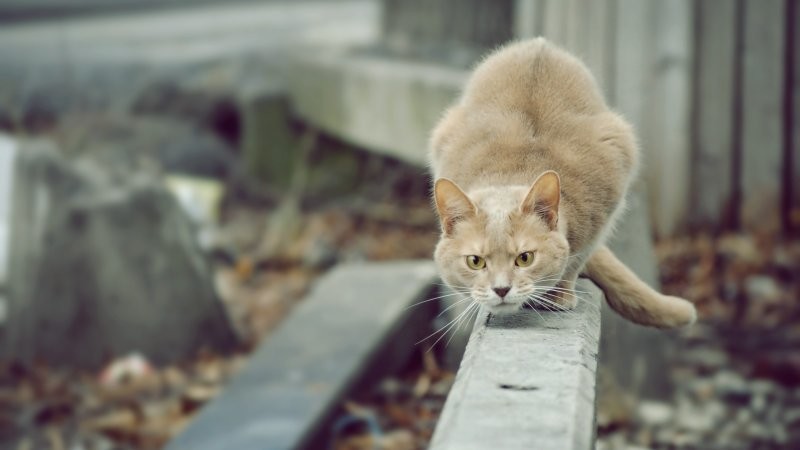 4.	Не заслоняй пейзаж, воробьёв не видно