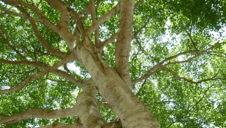 Ядовитое дерево манцинелла. Высота дерева манцинелла достигает 15 метров. Источник видео: livescience.com. Фото.