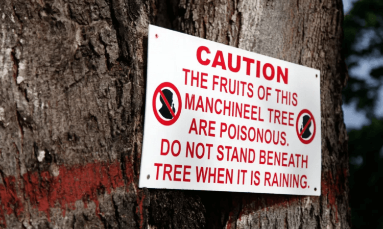 Почему манцинелла — самое опасное дерево на Земле. Опасное дерево местные жители помечают и устанавливают предупреждающие таблички. Источник фото: livescience.com. Фото.