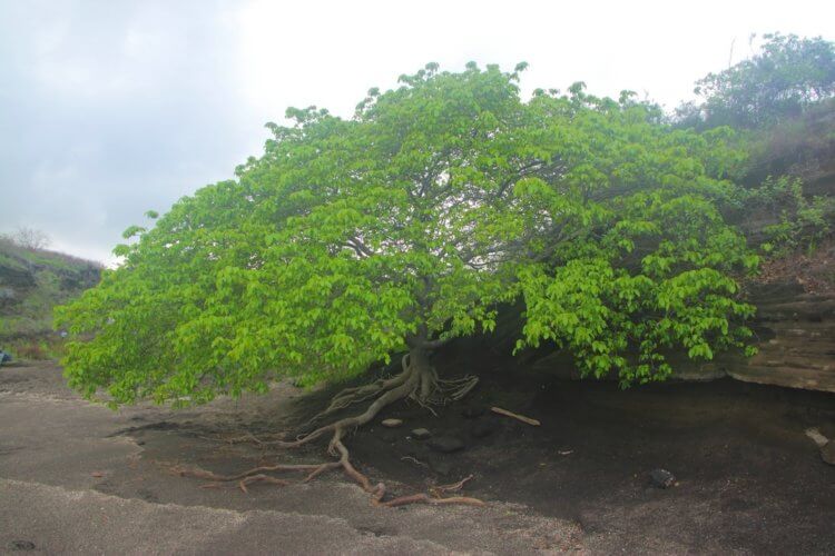 Самое опасное дерево в мире — оно может обжечь и ослепить. Дерево манцинелла попало в книгу рекордов Гиннеса, как самое опасное дерево на планете. Источник фото: yazhevika.ru. Фото.