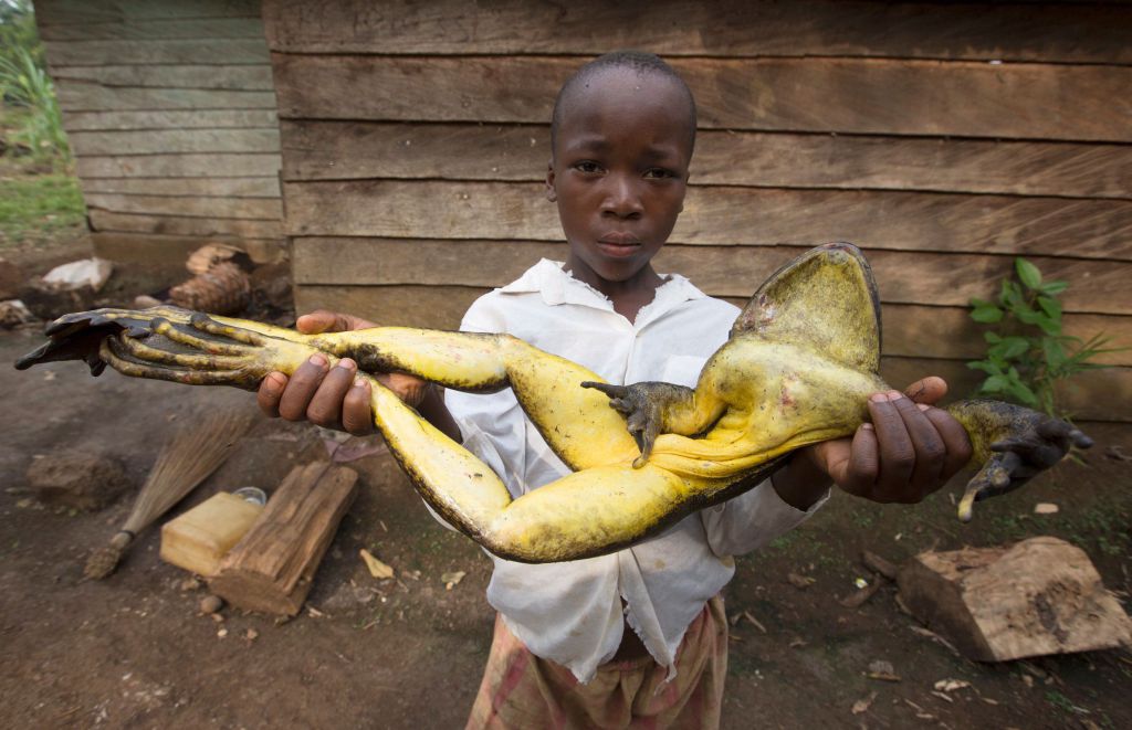 Bigpicture ru 7 goliath frog