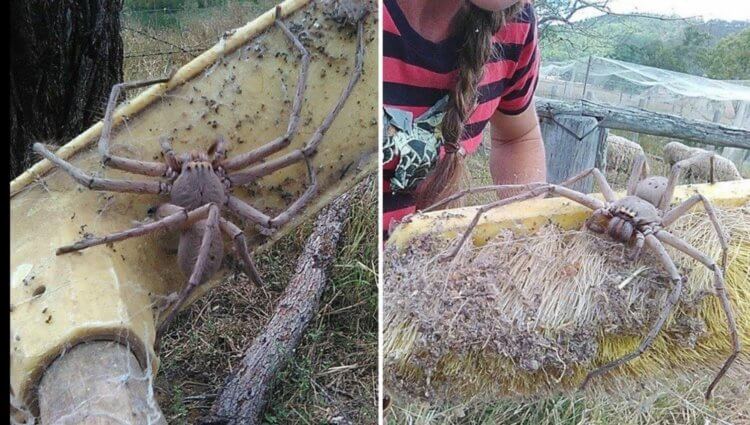 Паук-охотник. Яд паука охотника опасен, но не смертельно. Фотография: reddit.com. Фото.