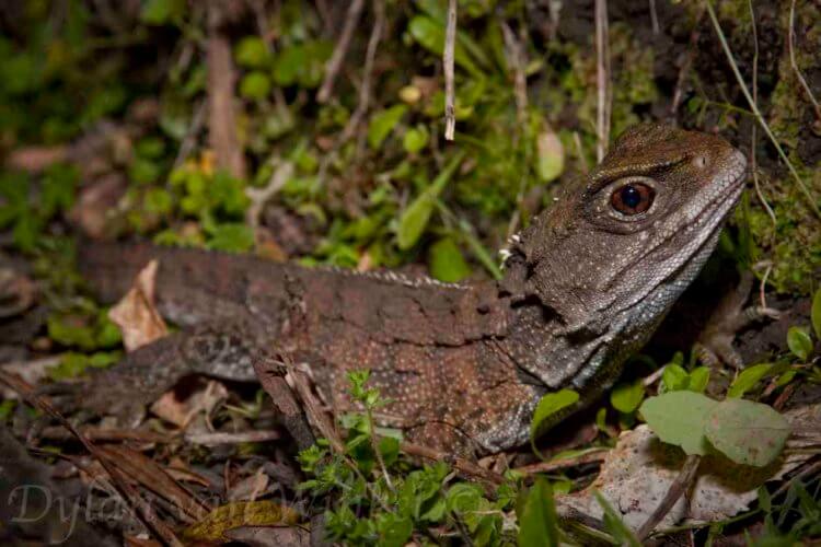 Скорость эволюционных изменений. Позвоночный туатар (Sphenodon punctatus) – самое быстро меняющееся позвоночное на планете. Изображение: reptiles.org.nz. Фото.