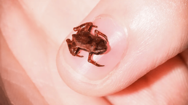 Самое маленькое позвоночное существо на планете. Лягушка Brachycephalus pulex — самое маленькое позвоночное существо в мире. Источник фото: tygodnikpowszechny.pl. Фото.