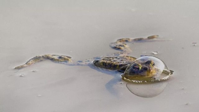 Победители конкурса Comedy Wildlife Photography Awards за самые смешные кадры животных