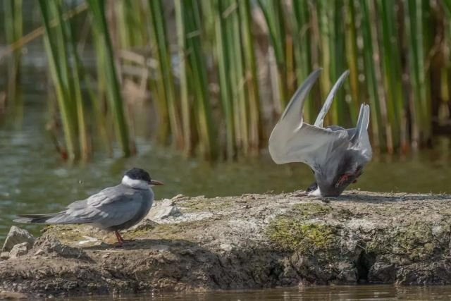 Победители конкурса Comedy Wildlife Photography Awards за самые смешные кадры животных