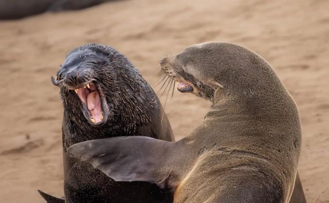 Победители конкурса Comedy Wildlife Photography Awards за самые смешные кадры животных