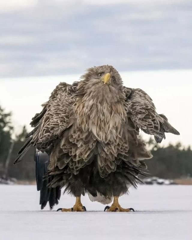 Победители конкурса Comedy Wildlife Photography Awards за самые смешные кадры животных