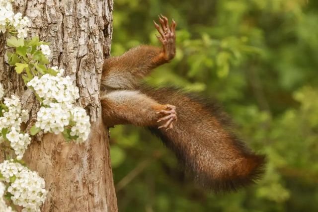 Победители конкурса Comedy Wildlife Photography Awards за самые смешные кадры животных