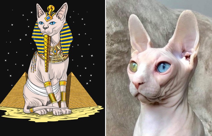 unusual_sphynx_cat1.jpg