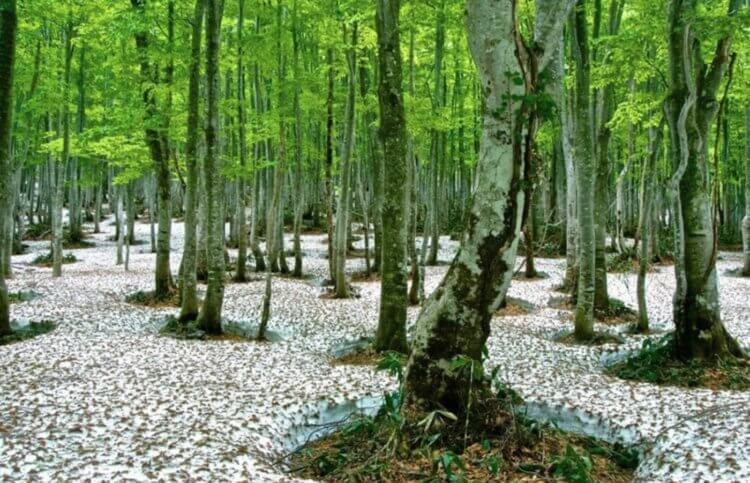 Жизнь в самом снежном городе. Деревья в заснеженной Японии. Источник изображения: travelask.ru. Фото.
