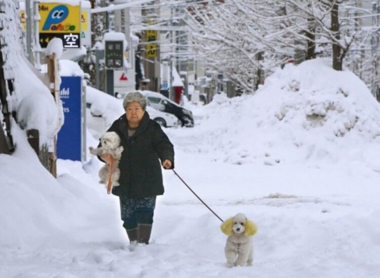 Самое снежное место в мире. Зимой Аомори сильно преображается. Источник изображения: travelask.ru. Фото.