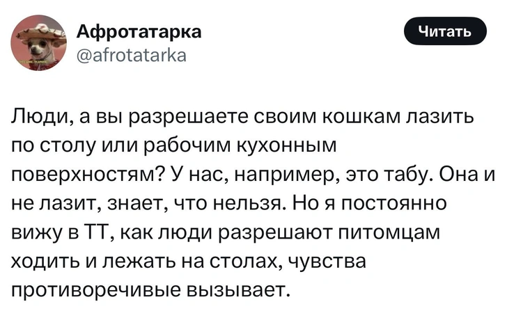 «А вы разрешаете своим кошкам лазить по столу?»: в «Твиттере» завирусился новый тред