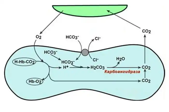 Как легкие превращают кислород в углекислый газ
