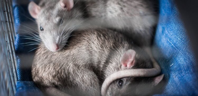 Какой ген внедрили ученые и зачем? Мыши с человеческим геном общаются не так, как их собраться. Источник: sysblok.ru. Фото.