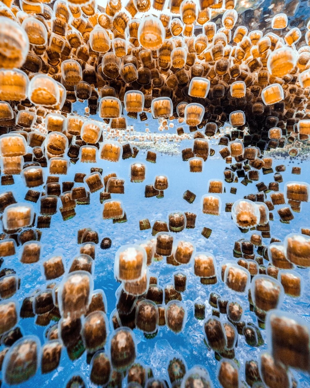 28. Скопление медуз