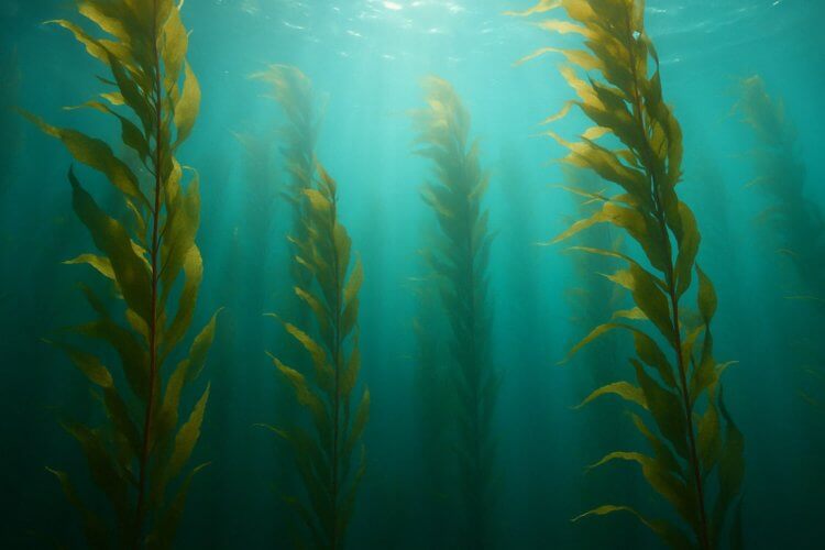 Жизнь на других планетах существует? Да, согласно науке, водоросли считаются живыми организмами. Жизнь на других планетах существует? Да, согласно науке, водоросли считаются живыми организмами. Фото.