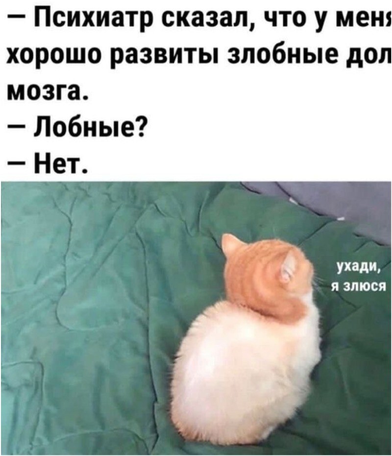 В Биробиджане кот попытался избавиться от хозяек, но помешало МЧС В Биробиджане кот попытался избавиться от хозяек, но помешало МЧС