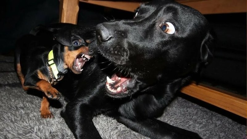 7. Памагити!