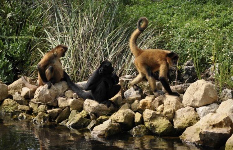 Почему на остров обезьян не пускают людей. Обезьян острова Морган можно увидеть только издалека. Источник изображения: sportxs.ru. Почему на остров обезьян не пускают людей. Обезьян острова Морган можно увидеть только издалека. Источник изображения: sportxs.ru. Фото.