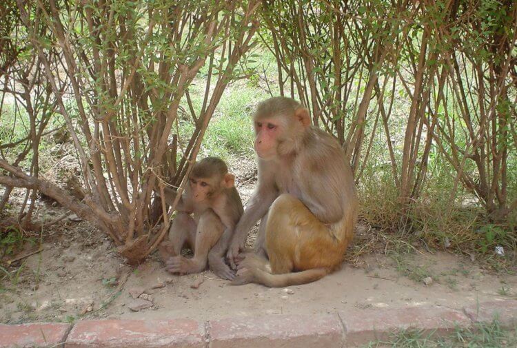 Кто такие макаки-резус. Макаки-резус (Macaca mulatta). Источник изображения: wikipedia.org. Кто такие макаки-резус. Макаки-резус (Macaca mulatta). Источник изображения: wikipedia.org. Фото.