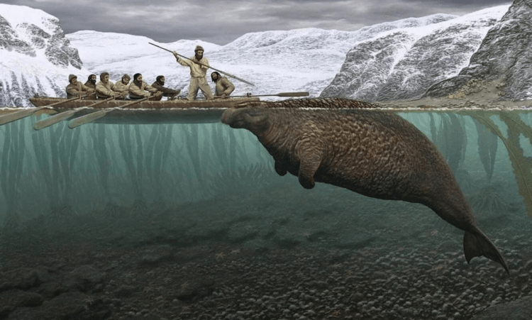 Морская корова Стеллера: как человек съел целый вид за 27 лет. Иллюстрация охоты на стеллерову корову. Источник изображения: nationalgeographic.com. Фото.