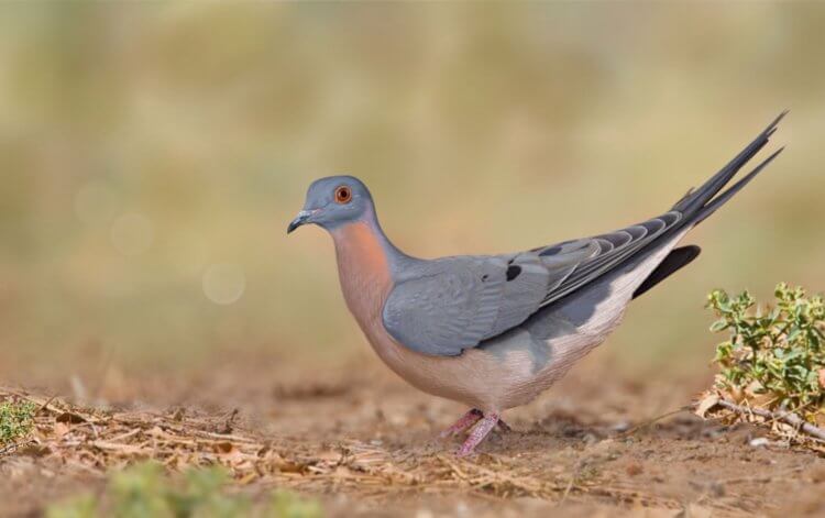 Как вымер странствующий голубь — самая многочисленная птица в истории. Странствующий голубь. Источник изображения: tnv.ru. Фото.