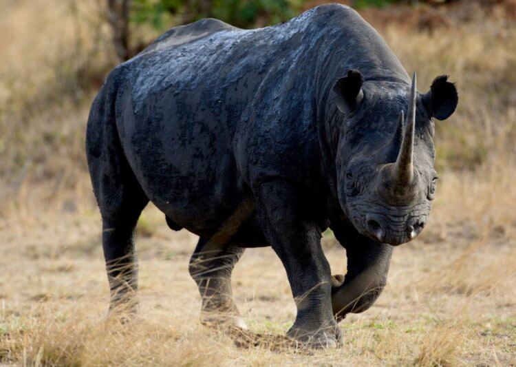 Как вымер западный чёрный носорог — браконьеры и миф о «целебных» рогах. Западный чёрный носорог. Источник изображения: portalbio.ru. Фото.