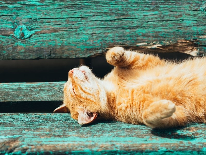 10. Простые радости нашего мира 10. Простые радости нашего мира