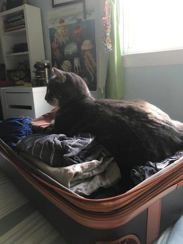 3. «Кажется, ты что-то забыл положить в свой чемодан»