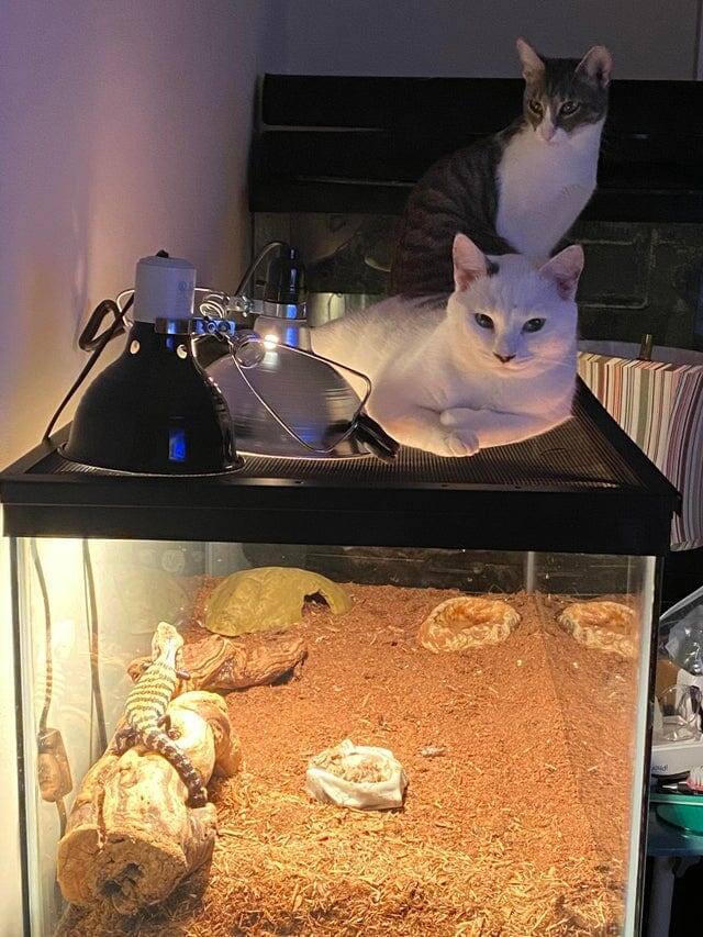19. Когда думаешь, что покупаешь лампу для ящерицы, но коты знают, для кого она на самом деле