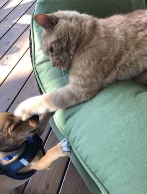 2. «Пошёл отсюда, пёс!»