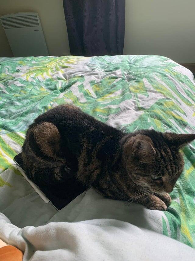 11. «Ты вчера купил iPad? Никаких гаджетов, ложись спать!»