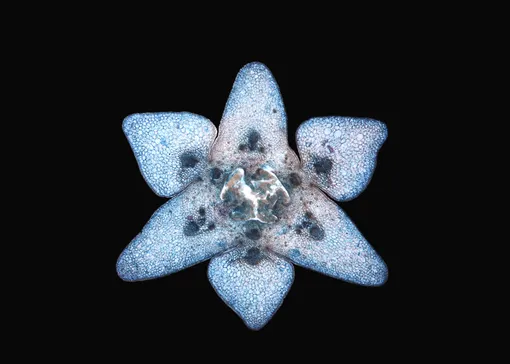 Поперечный срез завязи Coelogyne brachyptera Rchb.f. (Orchidaceae)