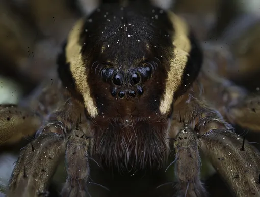 Красота в глазах смотрящего